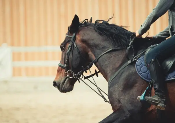 ¡Invitan a Cabalgata Amigos! Partirá de Múzquiz a Sabinas