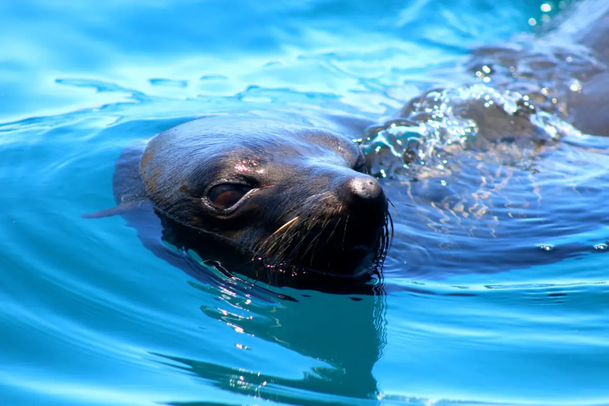 Lobo marino fino de Guadalupe. Foto:  Fernando R. Elorriaga-Verplancken.