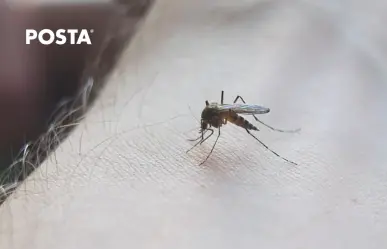 Alertan especialistas: dengue puede llevar a la muerte