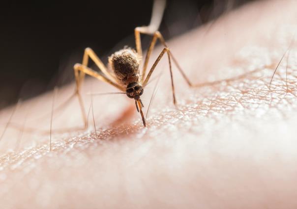 26 de agosto: Día Internacional contra el Dengue