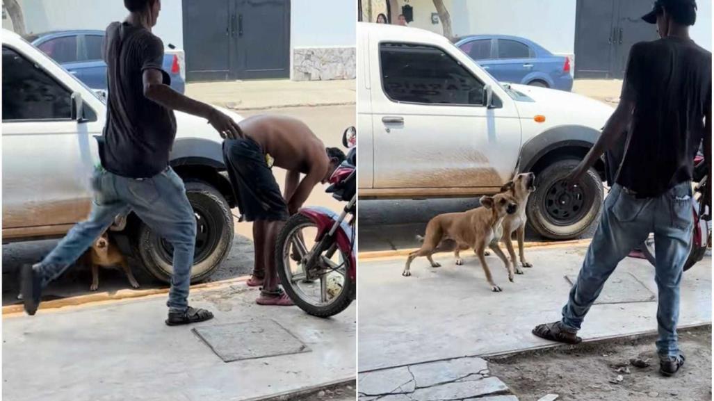 Perros defienden a su dueño ante agresión de indigente (VIDEO)