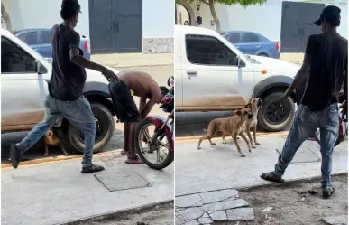 Perros defienden a su dueño ante agresión de indigente (VIDEO)