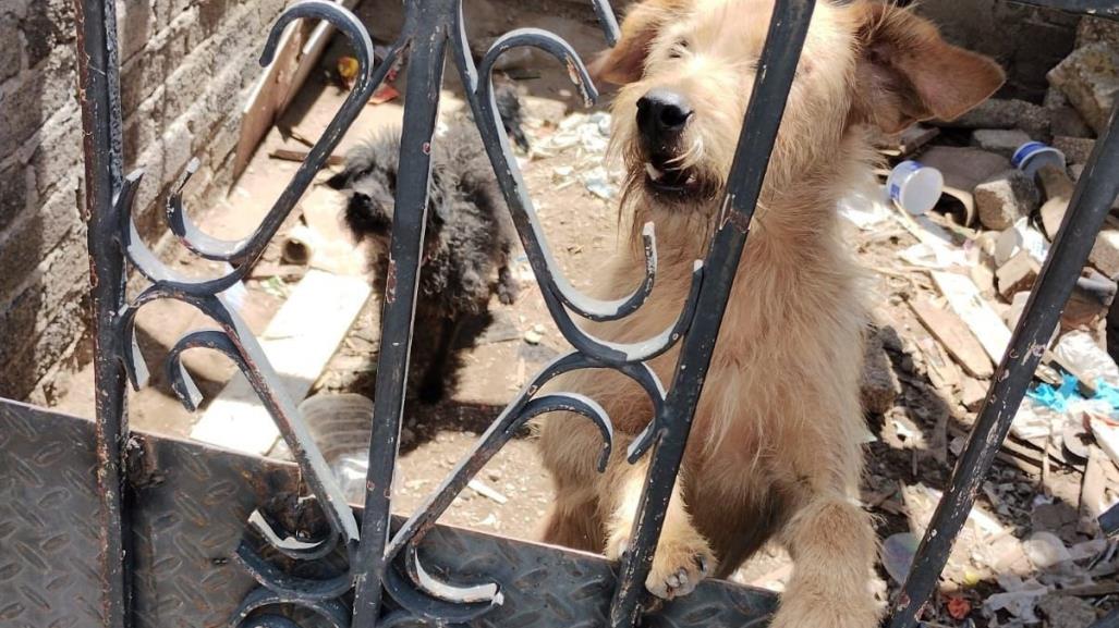 Rescatan a lomitos abandonados en Ecatepec; serán cuidados en Mundo Patitas