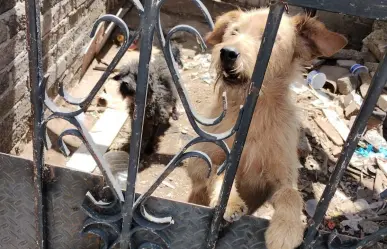 Rescatan a lomitos abandonados en Ecatepec; serán cuidados en Mundo Patitas