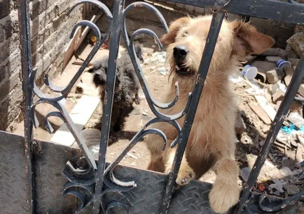 Rescatan a lomitos abandonados en Ecatepec; serán cuidados en Mundo Patitas