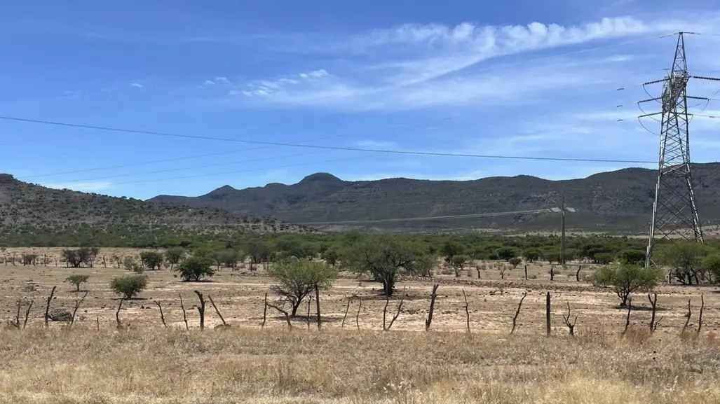 Plaga afectó un 35 por ciento de hectáreas de campo