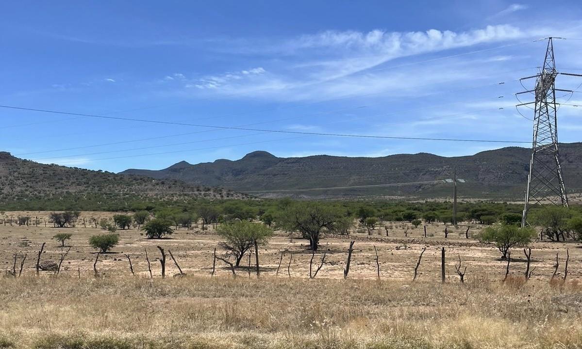 Plagas afectan al campo de Durango. Foto: Jesús Carrillo.