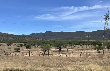 Plaga afectó un 35 por ciento de hectáreas de campo