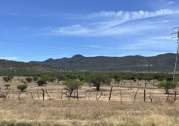 Plaga afectó un 35 por ciento de hectáreas de campo