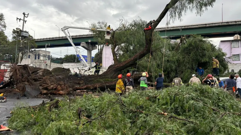 Cae árbol de más de 30 metros de alto y arranca el pavimento en Cuauhtémoc