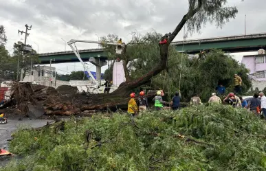 Cae árbol de más de 30 metros de alto y arranca el pavimento en Cuauhtémoc