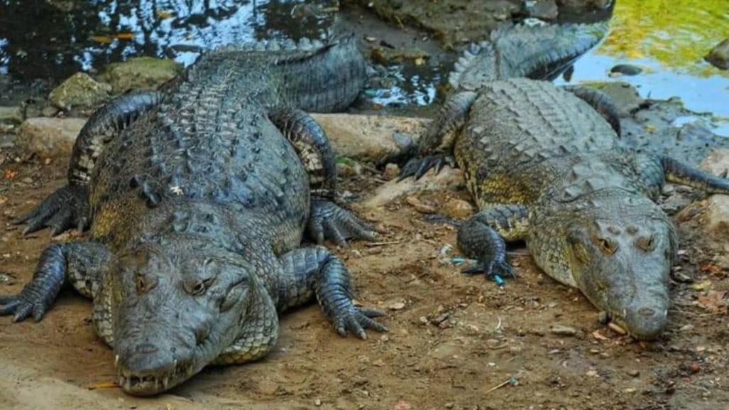 Quieren aprovechar piel de cocodrilos en Tamaulipas