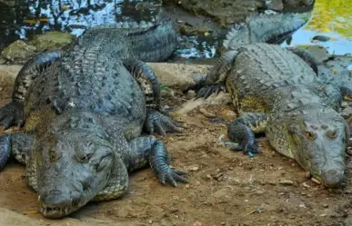 Quieren aprovechar piel de cocodrilos en Tamaulipas