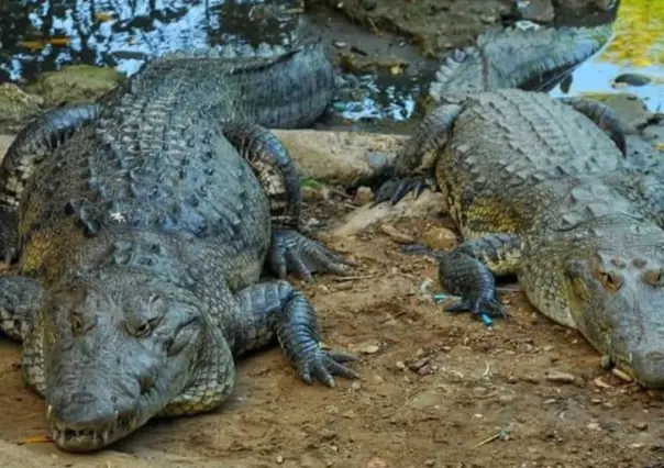 Quieren aprovechar piel de cocodrilos en Tamaulipas