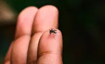 Día Internacional contra el Dengue: síntomas y medidas preventivas