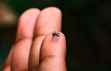 Día Internacional contra el Dengue: síntomas y medidas preventivas