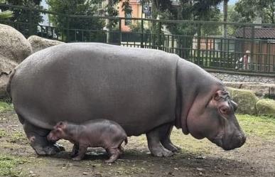 Nace hipopótamo en Orizaba; hijo de Tyson que vivía libre en ranchos