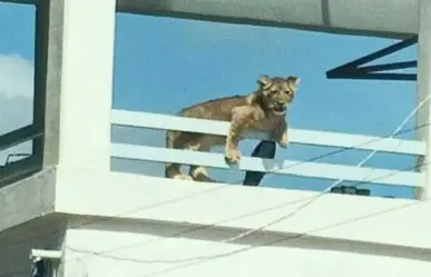 Muy leona; hallan felina en azotea de casa en San Juan del Río