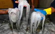 El pulpo maya ahora será un bien nacional
