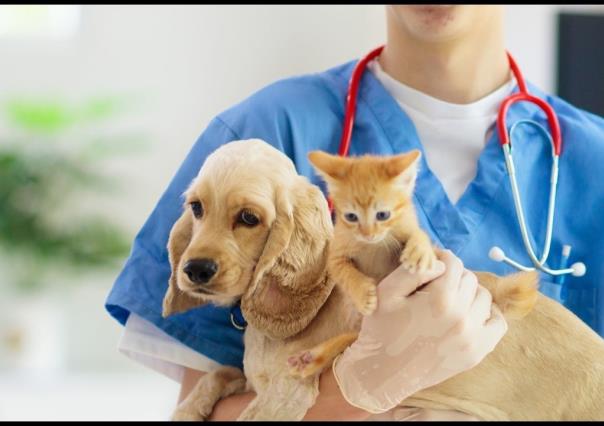 Invitan a campaña de esterilización a bajo costo en Torreón