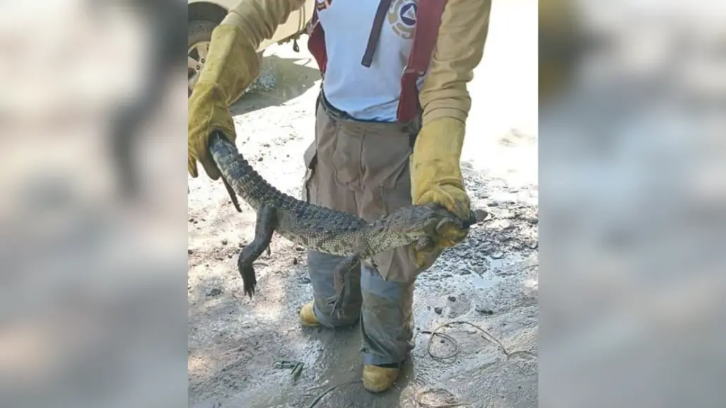 Capturan cocodrilo que nadaba en un charco de agua en Altamira