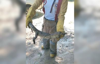 Capturan cocodrilo que nadaba en un charco de agua en Altamira