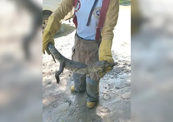 Capturan cocodrilo que nadaba en un charco de agua en Altamira