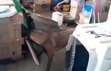 Entrenan en Veracruz a perros para la búsqueda de personas perdidas