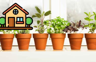 Descubre cómo decorar tu hogar con plantas aromáticas y perfumadas