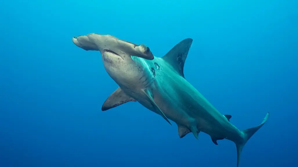 Espíritu Santo es Parte de Ti llama a proteger la cuna de los tiburones martillo