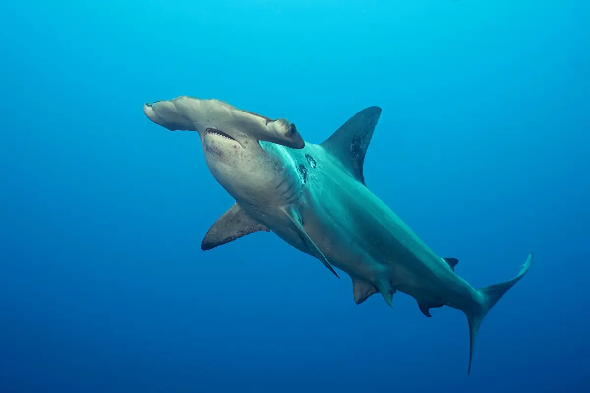 Tiburón Martillo. Foto: Adobe Stock