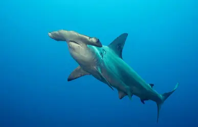 Espíritu Santo es Parte de Ti llama a proteger la cuna de los tiburones martillo