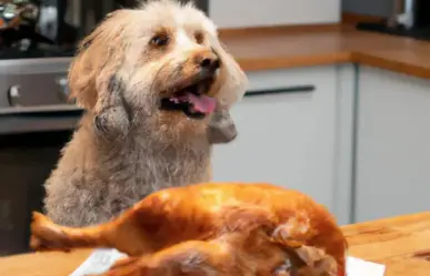 Siete alimentos saludables para el bienestar de tu perro