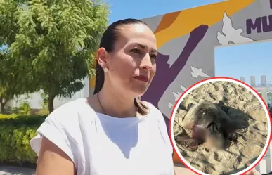 Sancionarán a pareja extranjera por ataque de perros a tortuga