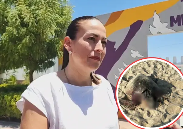 Sancionarán a pareja extranjera por ataque de perros a tortuga