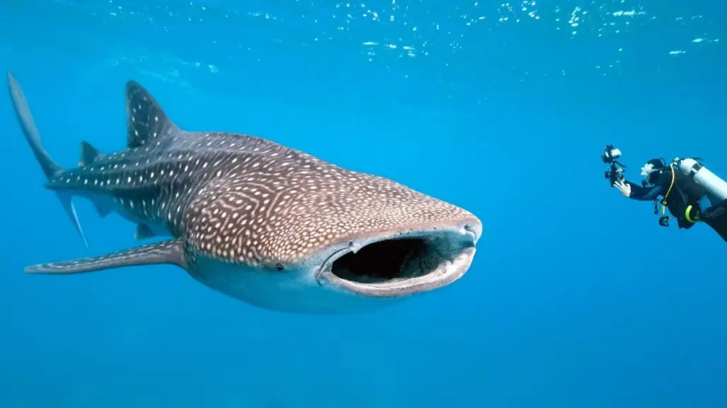 La Paz celebra al tiburón ballena: ¡Protejamos a estos gigantes marinos!