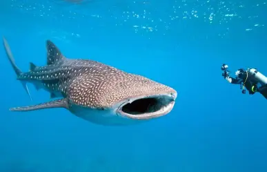 La Paz celebra al tiburón ballena: ¡Protejamos a estos gigantes marinos!