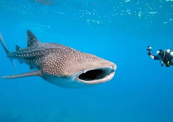 La Paz celebra al tiburón ballena: ¡Protejamos a estos gigantes marinos!