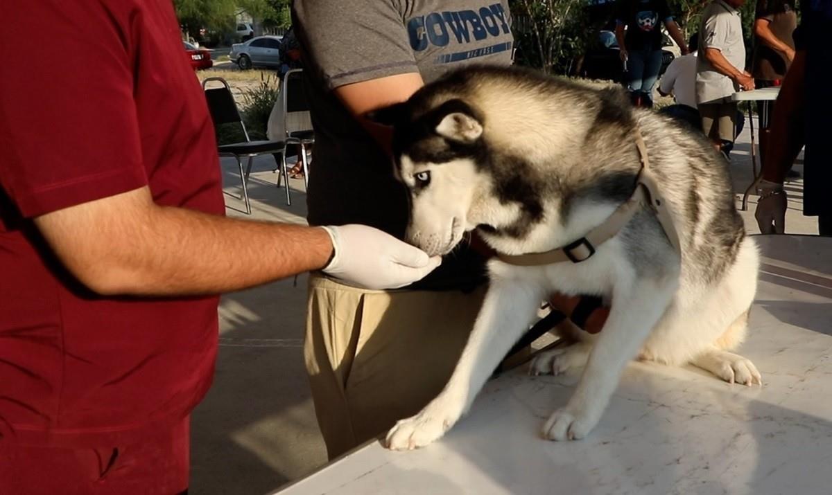 Escobedo lanza el programa Huellas que Transforman para las mascotas