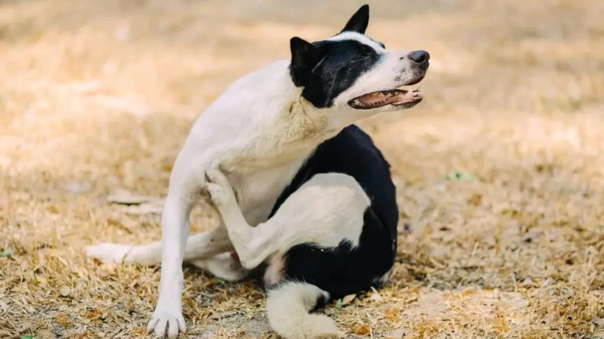 Los parásitos pueden poner en riesgo la salud de nuestras mascotas Foto: Especial