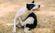 Aprende 5 formas naturales y baratas para desparasitar perros y gatos