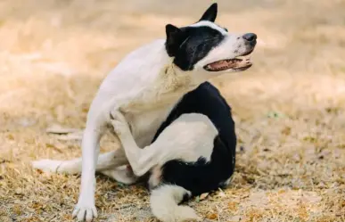 Aprende 5 formas naturales y baratas para desparasitar perros y gatos