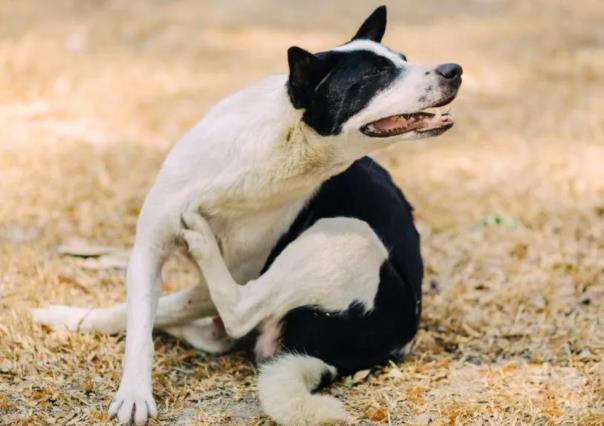 Aprende 5 formas naturales y baratas para desparasitar perros y gatos