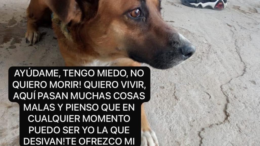 Asociación pide ayuda para evitar que sacrifiquen a perritos: te decimos cómo