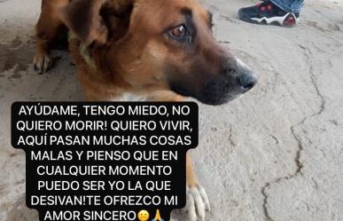 Asociación pide ayuda para evitar que sacrifiquen a perritos: te decimos cómo