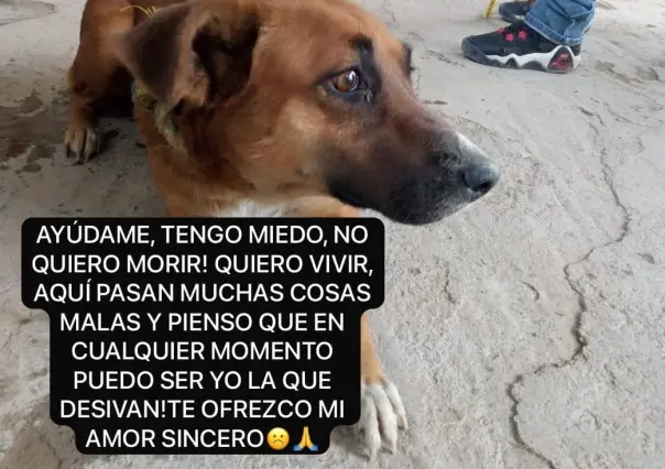 Asociación pide ayuda para evitar que sacrifiquen a perritos: te decimos cómo