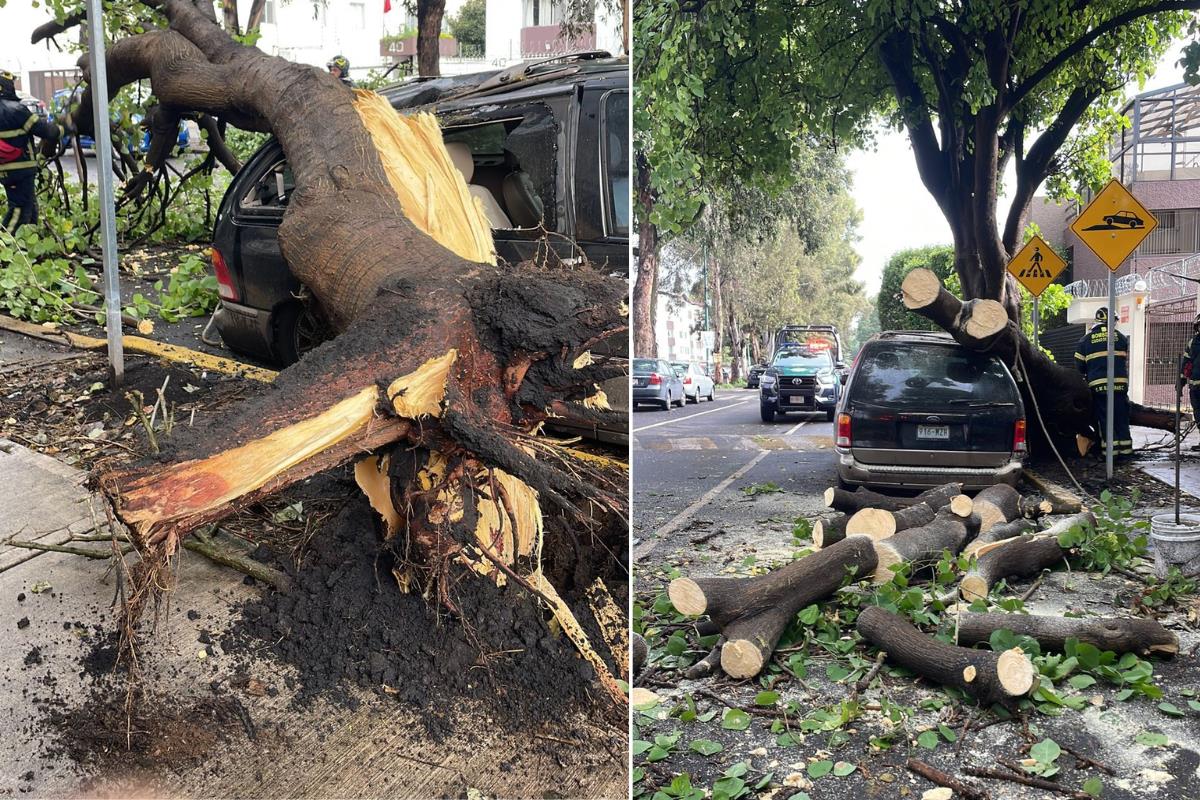 Caen tres árboles tras la fuerte lluvia de la madrugada en la CDMX