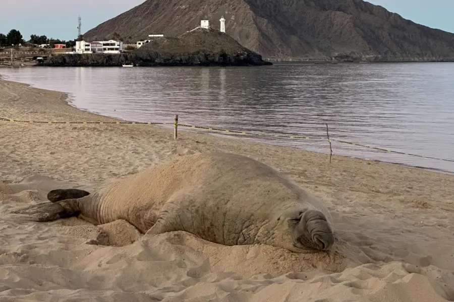 ¿Conoces a Panchito, el elefante marino que nadó desde la Patagonia hasta BC?