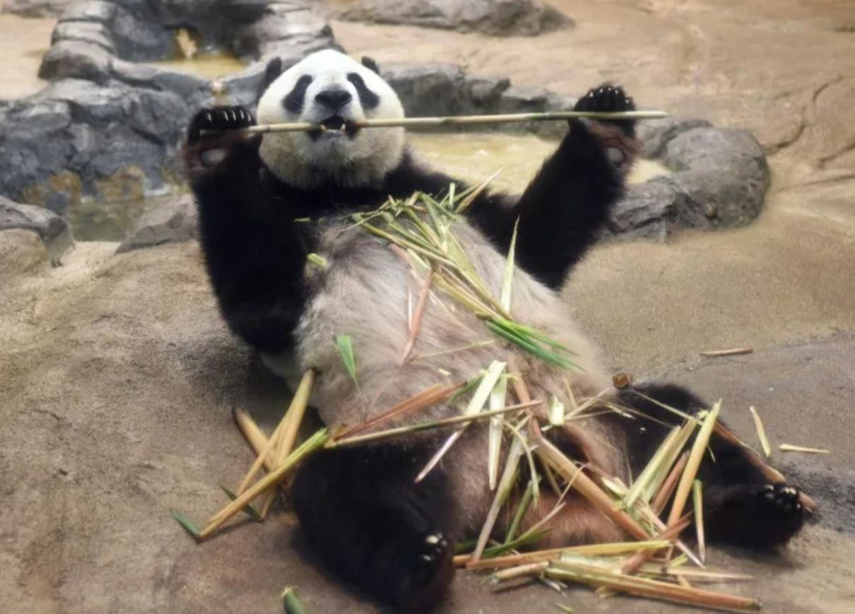 La panda gigante Shin Shin, comiendo bambú en el zoo Ueno de Tokio, en Japón, en una imagen tomada el 24 de agosto de 2017 (Kazuhiro NOGI). Archivo