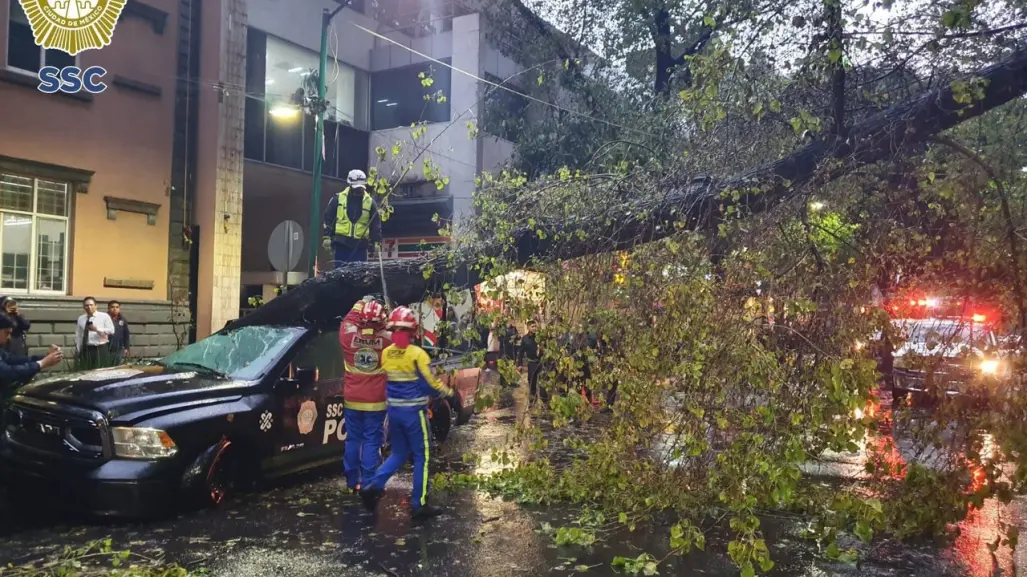 Cae árbol sobre patrulla de la SSC frente a sede policial en la Zona Rosa